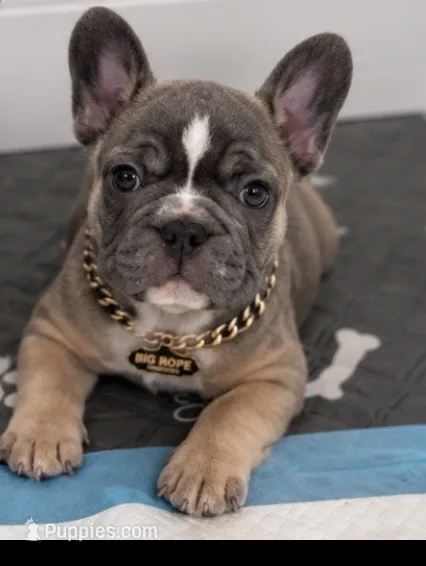 English bulldog kingdom  – French Bulldog puppy for sale in Mira Loma, CA