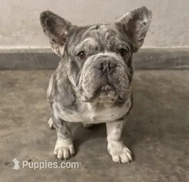 English bulldog King – French Bulldog puppy for sale in Mira Loma, CA