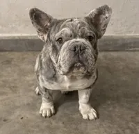 English bulldog King, a male French Bulldog for sale in Mira Loma, CA – 1 of 10