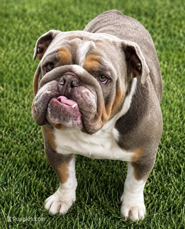 Buddy Love  – English Bulldog puppy for sale in Mira Loma, CA