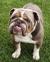 Buddy Love , a male English Bulldog for sale in Mira Loma, CA – 1 of 3