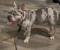English bulldog King, a male French Bulldog for sale in Mira Loma, CA – 2 of 10