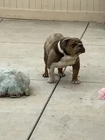 Hessle, a male English Bulldog for sale in Mira Loma, CA – 4 of 4