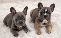English bulldog kingdom , a male French Bulldog for sale in Mira Loma, CA – 5 of 6