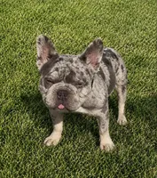 English bulldog King, a male French Bulldog for sale in Mira Loma, CA – 5 of 10