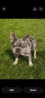 English bulldog King, a male French Bulldog for sale in Mira Loma, CA – 3 of 10