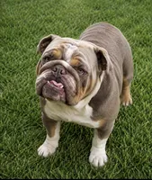 English bulldog King, a male English Bulldog for sale in Mira Loma, CA – 4 of 4