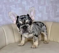 Reign , a female French Bulldog for sale in McDonough, GA – 2 of 7