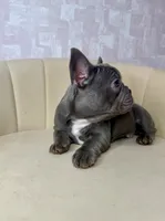 Stormy , a female French Bulldog for sale in McDonough, GA – 5 of 5