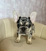 Reign , a female French Bulldog for sale in McDonough, GA – 4 of 7