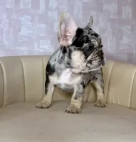 Reign , a female French Bulldog for sale in McDonough, GA – 5 of 7