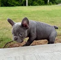 Stormy , a female French Bulldog for sale in McDonough, GA – 3 of 5