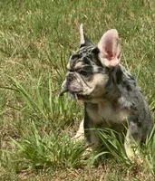 Reign , a female French Bulldog for sale in McDonough, GA – 6 of 7
