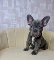 Stormy , a female French Bulldog for sale in McDonough, GA – 1 of 5