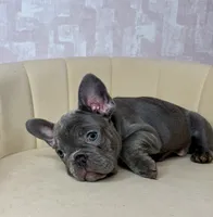 Stormy , a female French Bulldog for sale in McDonough, GA – 2 of 5