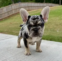 Reign , a female French Bulldog for sale in McDonough, GA – 1 of 7