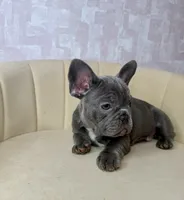 Stormy , a female French Bulldog for sale in McDonough, GA – 4 of 5