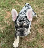Reign , a female French Bulldog for sale in McDonough, GA – 7 of 7