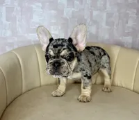 Reign , a female French Bulldog for sale in McDonough, GA – 3 of 7