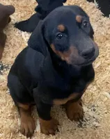 black Female in CA, a female Doberman Pinscher for sale in Van Nuys, CA – 1 of 1