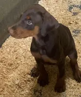 Gorgeous red female, a female Doberman Pinscher for sale in Van Nuys, CA – 2 of 4