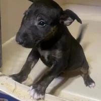 Female in CA, a female Miniature Bull Terrier for sale in Van Nuys, CA – 1 of 1