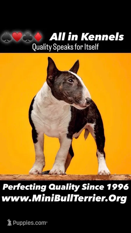 TOP QUALITY - Miniature, a male Bull Terrier for sale in Van Nuys, CA – Photo 1 of 1