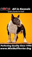 TOP QUALITY - Miniature, a male Bull Terrier for sale in Van Nuys, CA – 1 of 1