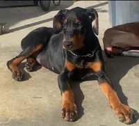 Black Male in Ca, a male Doberman Pinscher for sale in Van Nuys, CA – Photo 2 of 2