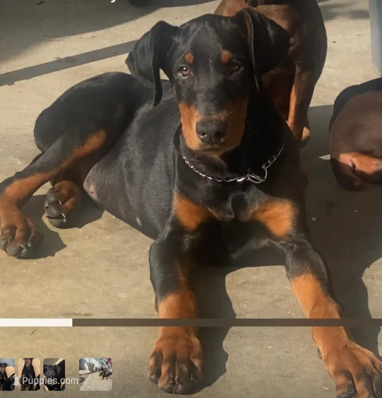 Black Male in Ca – Doberman Pinscher puppy for sale in Van Nuys, CA