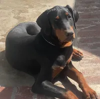 Gorgeous Male in CA, a male Doberman Pinscher for sale in Van Nuys, CA – 1 of 3