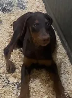 Gorgeous red female, a female Doberman Pinscher for sale in Van Nuys, CA – 3 of 4