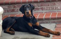 Gorgeous Male in CA, a male Doberman Pinscher for sale in Van Nuys, CA – 2 of 3