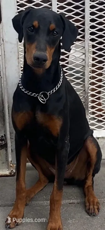 black Female in CA – Doberman Pinscher puppy for sale in Van Nuys, CA