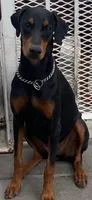 black Female in CA, a female Doberman Pinscher for sale in Van Nuys, CA – 1 of 1