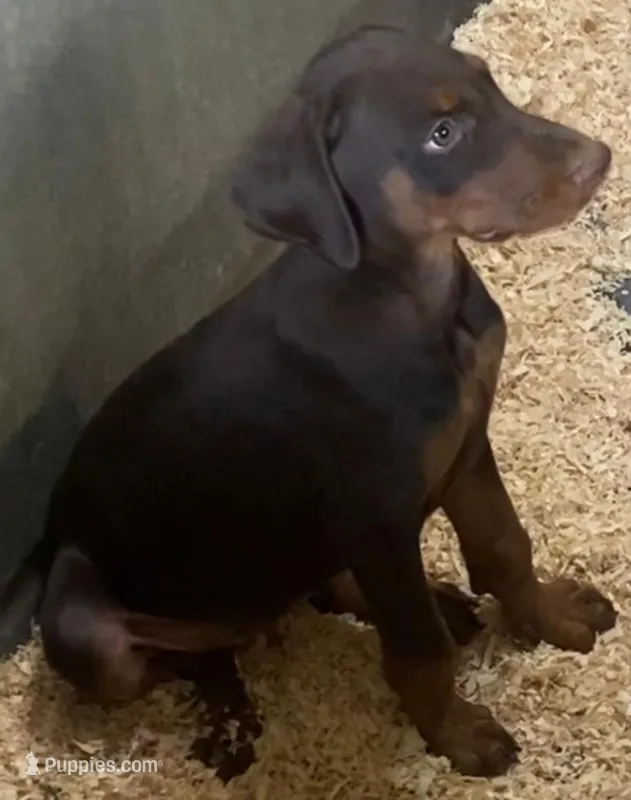 Gorgeous red female – Doberman Pinscher puppy for sale in Van Nuys, CA