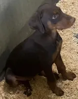 Gorgeous red female, a female Doberman Pinscher for sale in Van Nuys, CA – 1 of 4