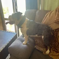 Avocado, a female English Bulldog for sale in Cloverdale, CA – Photo 2 of 4