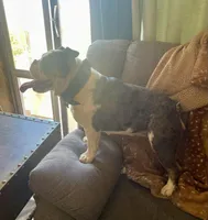 Avocado, a female English Bulldog for sale in Cloverdale, CA – Photo 2 of 4