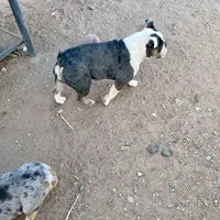 Avocado, a female English Bulldog for sale in Cloverdale, CA – Photo 3 of 4
