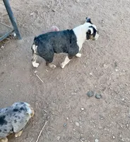 Avocado, a female English Bulldog for sale in Cloverdale, CA – Photo 3 of 4