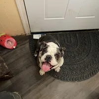 Avocado, a female English Bulldog for sale in Cloverdale, CA – Photo 1 of 4