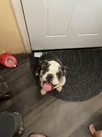 Avocado, a female English Bulldog for sale in Cloverdale, CA – Photo 1 of 4