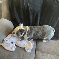 Avocado, a female English Bulldog for sale in Cloverdale, CA – Photo 4 of 4