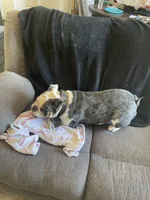 Avocado, a female English Bulldog for sale in Cloverdale, CA – Photo 4 of 4