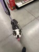 Avocado, a female English Bulldog for sale in Cloverdale, CA – 2 of 2