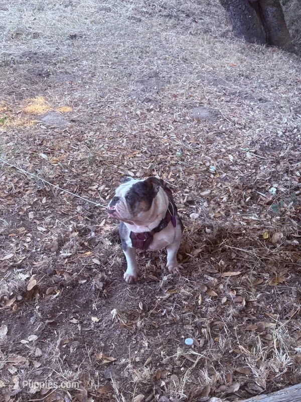 Avocado – English Bulldog puppy for sale in Cloverdale, CA