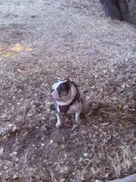 Avocado, a female English Bulldog for sale in Cloverdale, CA – 1 of 2