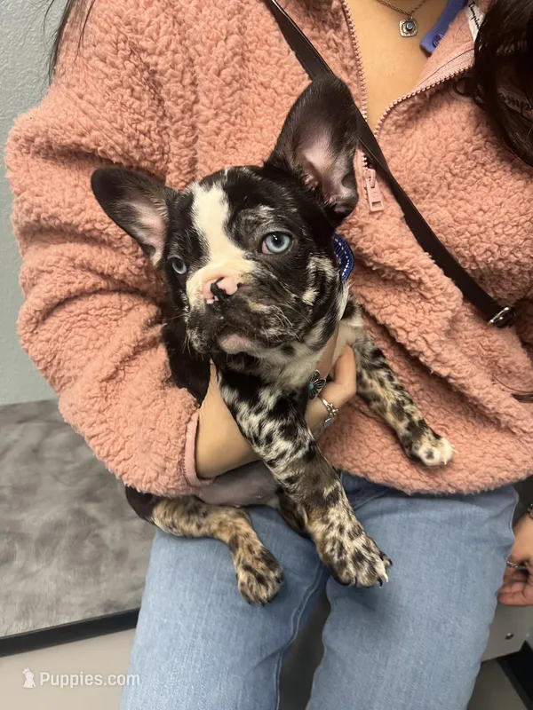 Lalo, a male French Bulldog for sale in Archbold, OH – Photo 1 of 5