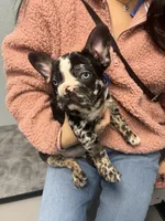 Lalo, a male French Bulldog for sale in Archbold, OH – Photo 1 of 5